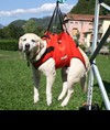 Imbracatura per cani da soccorso Alp Design AD Taxi
